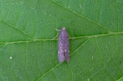 Monochroa sp.